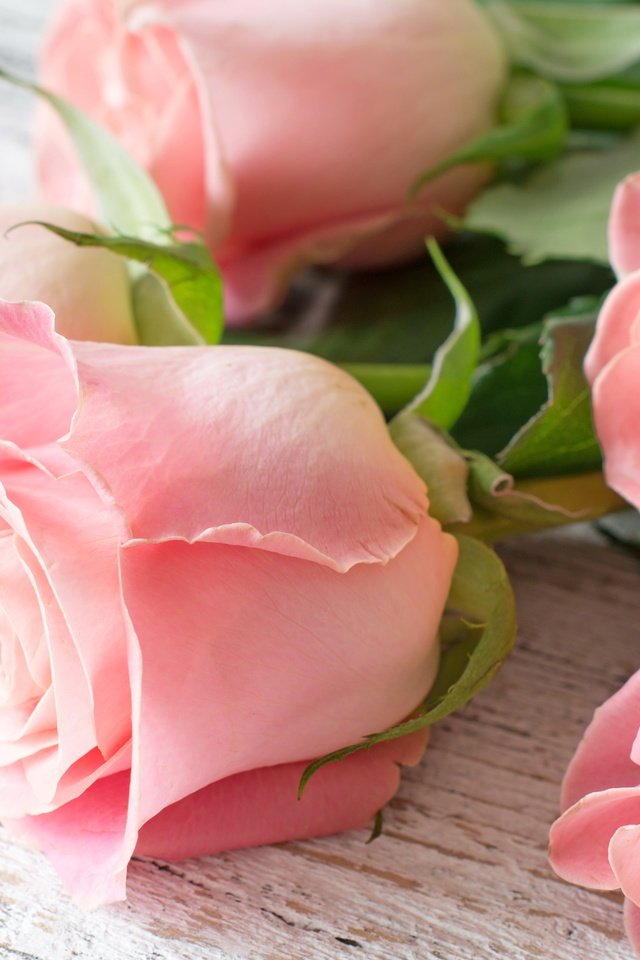 Обои цветы, бутоны, розы, лепестки,  цветы, роз, пинк, flowers, buds, roses, petals, pink разрешение 6000x4000 Загрузить