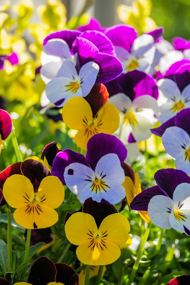 Обои цветы, лепестки, анютины глазки, flowers, petals, pansy разрешение 2880x1800 Загрузить