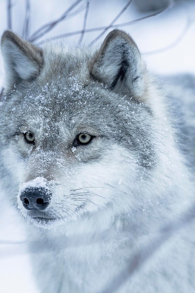 Обои глаза, снег, зима, взгляд, волчица, eyes, snow, winter, look, wolf разрешение 2048x1365 Загрузить