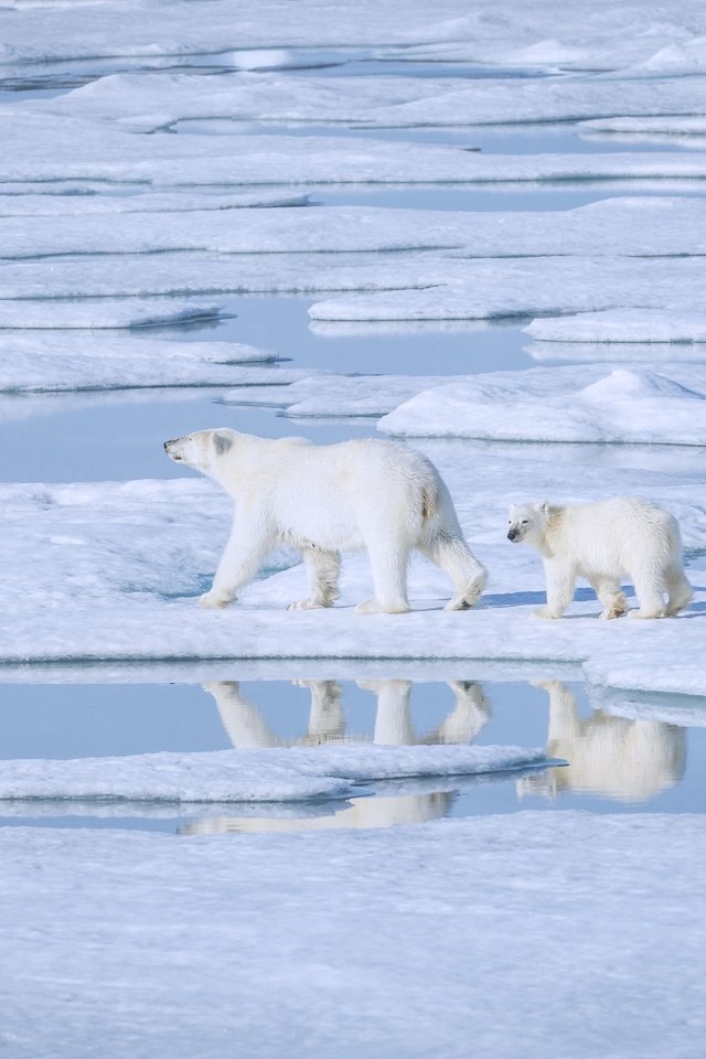 Обои вода, снег, отражение, медведи, льдина, полярная, белые медведи, полярные, water, snow, reflection, bears, floe, polar, polar bears разрешение 3500x2336 Загрузить