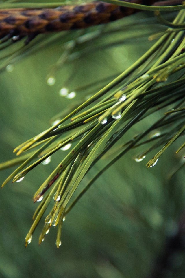 Обои вода, дождь, ветка, иголки, природа, хвоя, макро, роса, капли, ель, water, rain, branch, nature, needles, macro, rosa, drops, spruce разрешение 2880x1800 Загрузить