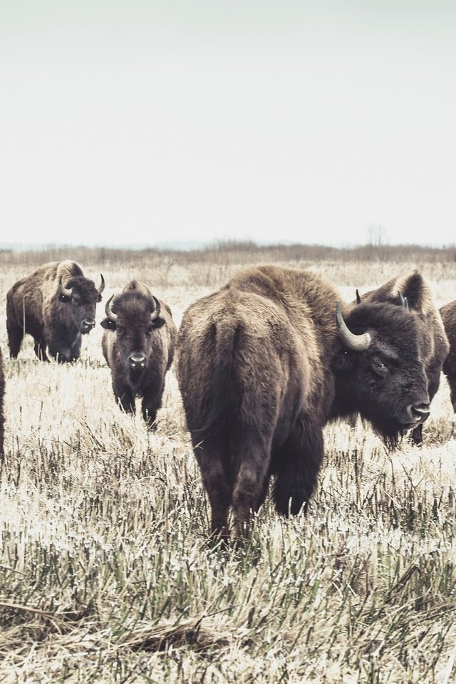 Обои природа, фон, бизоны, nature, background, buffalo разрешение 2048x1638 Загрузить