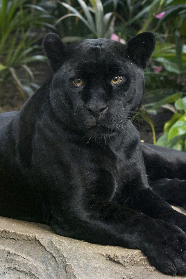 Обои взгляд, хищник, ягуар, пантера, черная, дикая кошка, look, predator, jaguar, panther, black, wild cat разрешение 2100x1400 Загрузить