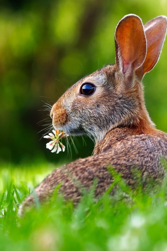 Обои трава, цветок, кролик, уши, заяц, grass, flower, rabbit, ears, hare разрешение 2201x1467 Загрузить