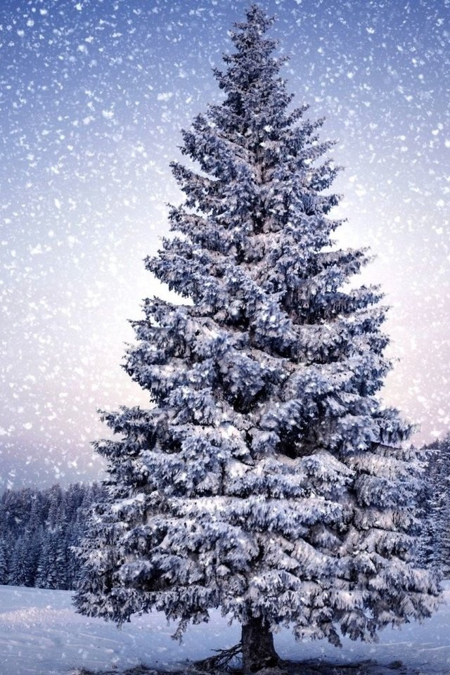 Обои деревья, снег, природа, зима, пейзаж, снегопад, trees, snow, nature, winter, landscape, snowfall разрешение 1920x1080 Загрузить