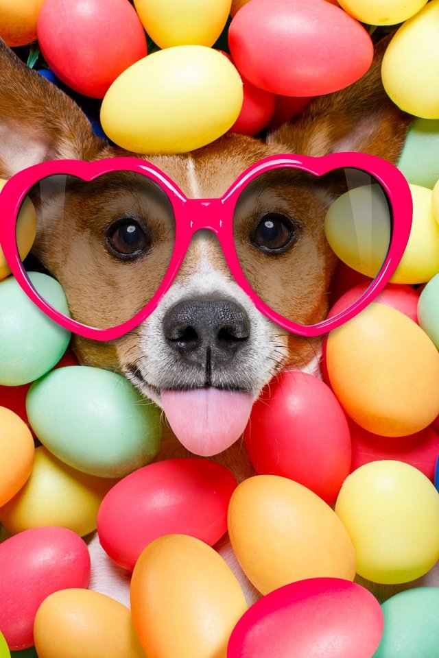 Обои очки, собака, пасха, язык, сердечки, яйца крашеные, glasses, dog, easter, language, hearts, the painted eggs разрешение 6720x4480 Загрузить