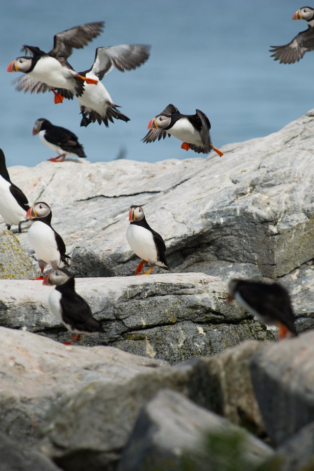 Обои природа, камни, птицы, пингвин, тупик, пингвины, атлантический тупик, ray hennessy, nature, stones, birds, penguin, stalled, penguins, atlantic puffin разрешение 4256x2832 Загрузить