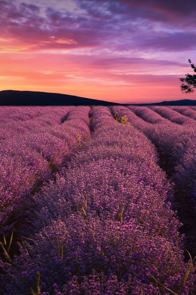 Обои цветы, деревья, вечер, природа, закат, поле, лаванда, за, flowers, trees, the evening, nature, sunset, field, lavender, for разрешение 2048x1306 Загрузить