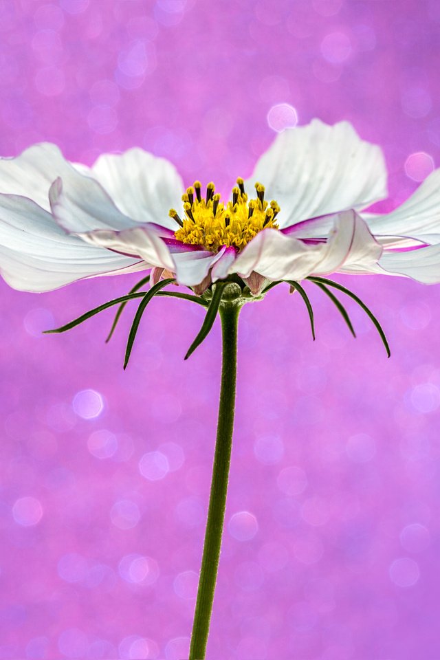 Обои фон, цветок, белый, розовый, боке, космея, sophiaspurgin, background, flower, white, pink, bokeh, kosmeya разрешение 4069x4070 Загрузить