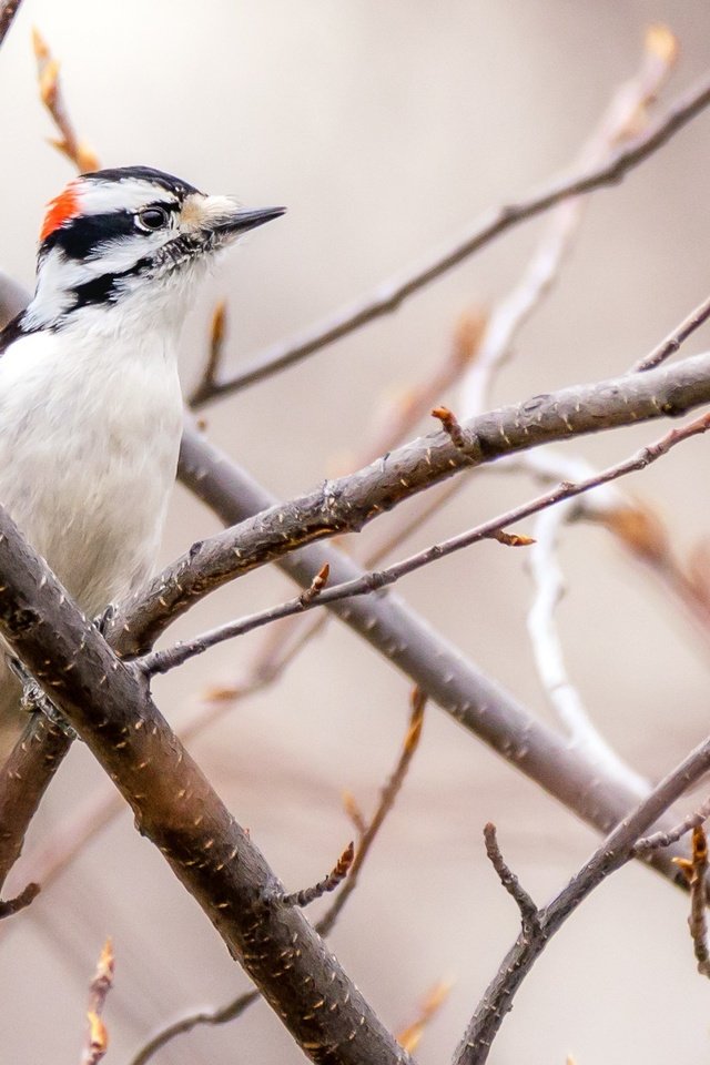 Обои дерево, ветки, птица, клюв, перья, дятел, tree, branches, bird, beak, feathers, woodpecker разрешение 2154x1436 Загрузить