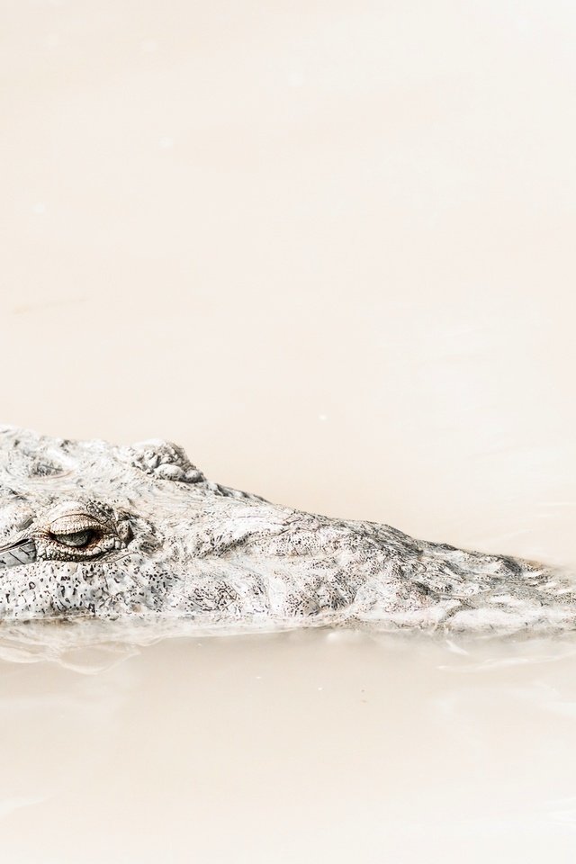 Обои вода, природа, фон, крокодил, water, nature, background, crocodile разрешение 2399x1519 Загрузить