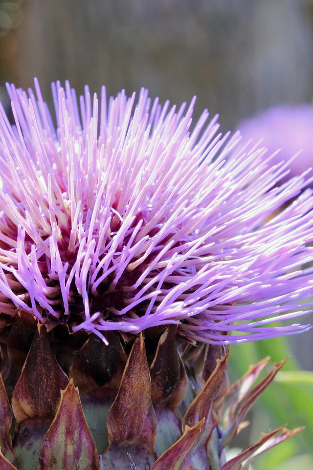 Обои цветок, фиолетовый, бутон, иголки, колючка, чертополох, flower, purple, bud, needles, thorn, thistle разрешение 2560x1600 Загрузить