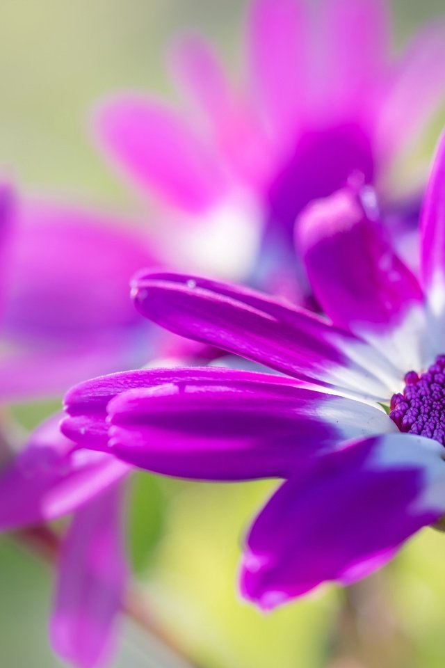 Обои цветы, макро, лепестки, остеоспермум, flowers, macro, petals, osteospermum разрешение 2555x1600 Загрузить