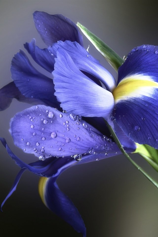 Обои фон, цветок, капли, лепестки, ирис, background, flower, drops, petals, iris разрешение 2048x1536 Загрузить