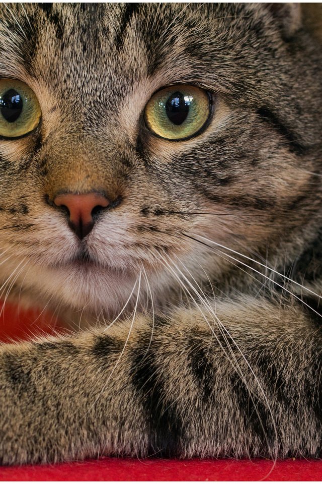 Обои глаза, кот, мордочка, усы, кошка, взгляд, eyes, cat, muzzle, mustache, look разрешение 2048x1370 Загрузить