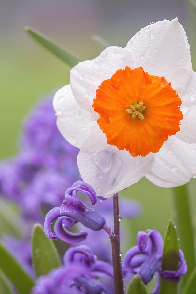 Обои цветы, макро, капли, лепестки, нарцисс, гиацинт, flowers, macro, drops, petals, narcissus, hyacinth разрешение 1920x1200 Загрузить