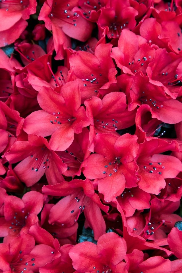 Обои цветы, лепестки, азалия, рододендрон, flowers, petals, azalea, rhododendron разрешение 2048x1281 Загрузить