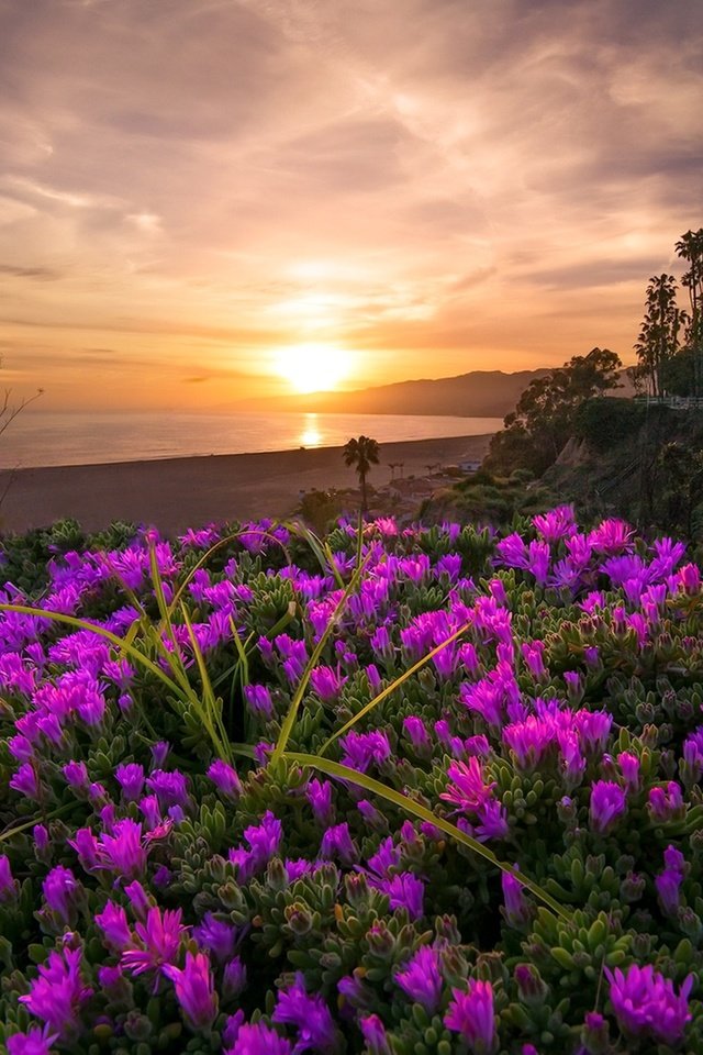 Обои небо, цветы, деревья, берег, закат, море, the sky, flowers, trees, shore, sunset, sea разрешение 1920x1170 Загрузить