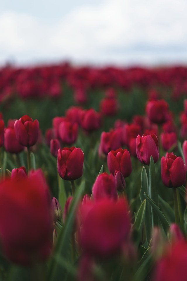 Обои цветы, бутоны, весна, тюльпаны, flowers, buds, spring, tulips разрешение 2048x1330 Загрузить
