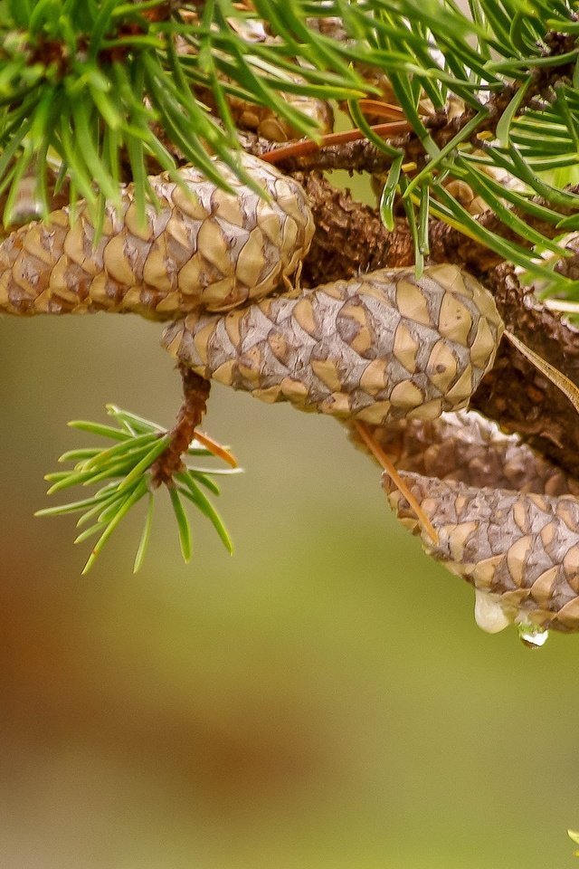 Обои природа, хвоя, фон, ветки, шишки, иголки, сосна, nature, needles, background, branches, bumps, pine разрешение 2048x1239 Загрузить