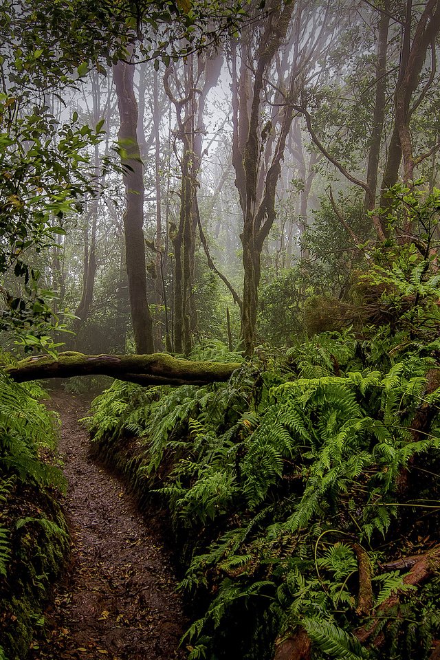 Обои деревья, природа, лес, папоротник, тропики, растительность, trees, nature, forest, fern, tropics, vegetation разрешение 3775x2500 Загрузить