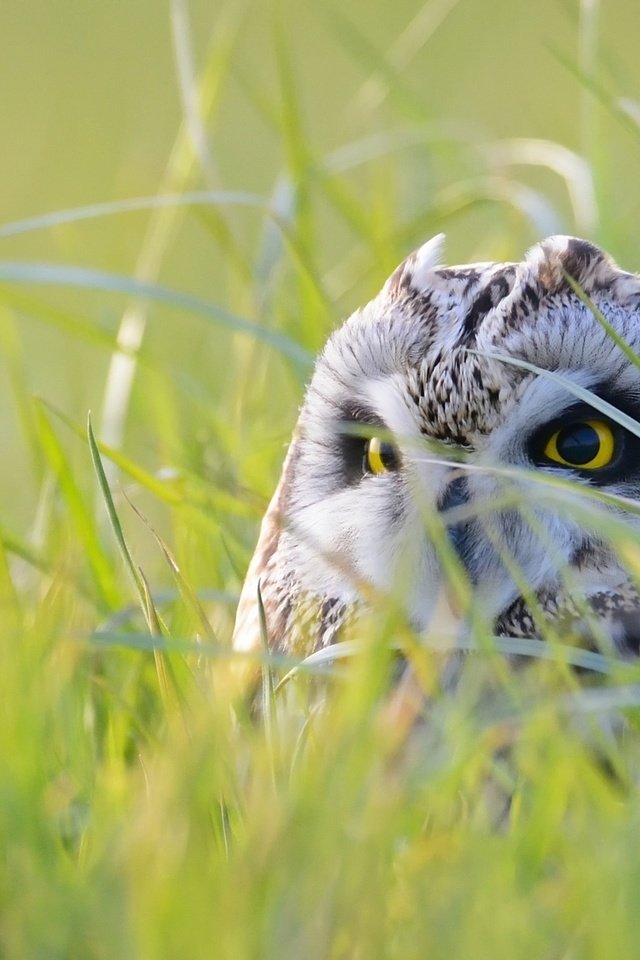 Обои глаза, трава, сова, природа, взгляд, птица, eyes, grass, owl, nature, look, bird разрешение 2048x1392 Загрузить