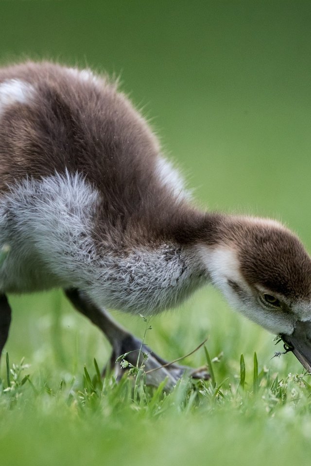 Обои птенец, птица, травка, гусь, боке, гусенок, chick, bird, weed, goose, bokeh, gosling разрешение 2048x1365 Загрузить