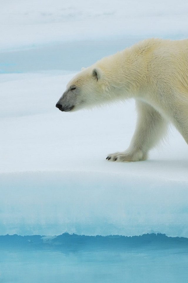 Обои полярный медведь, медведь, антарктида, белый медведь, льдина, polar bear, bear, antarctica, floe разрешение 1920x1080 Загрузить