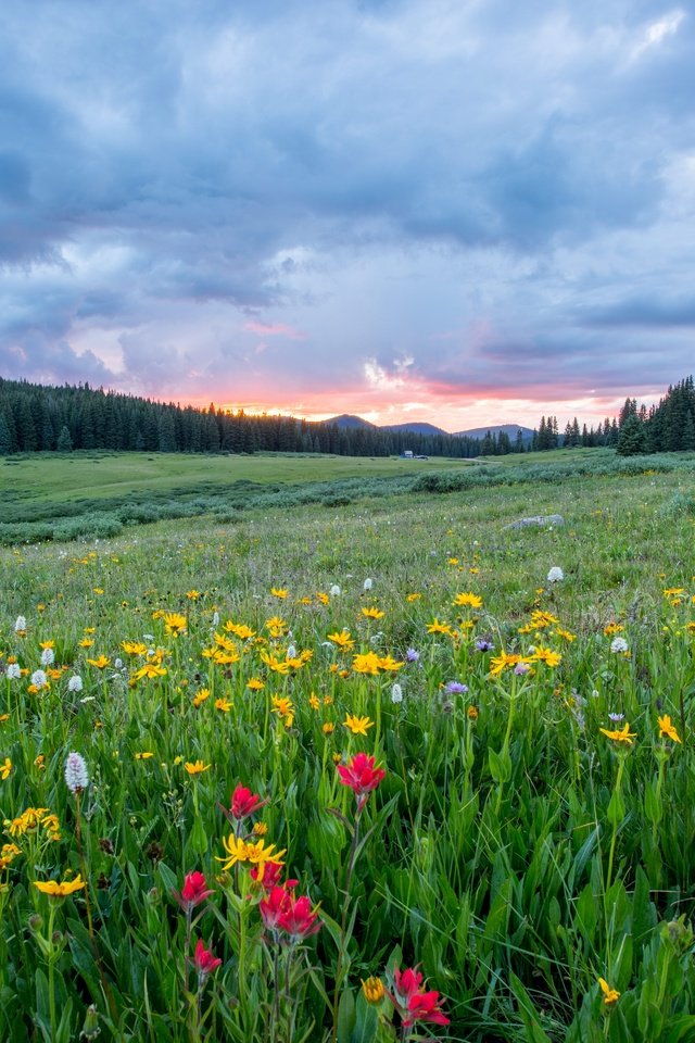 Обои небо, цветы, трава, облака, лес, поле, полевые цветы, the sky, flowers, grass, clouds, forest, field, wildflowers разрешение 5745x3830 Загрузить