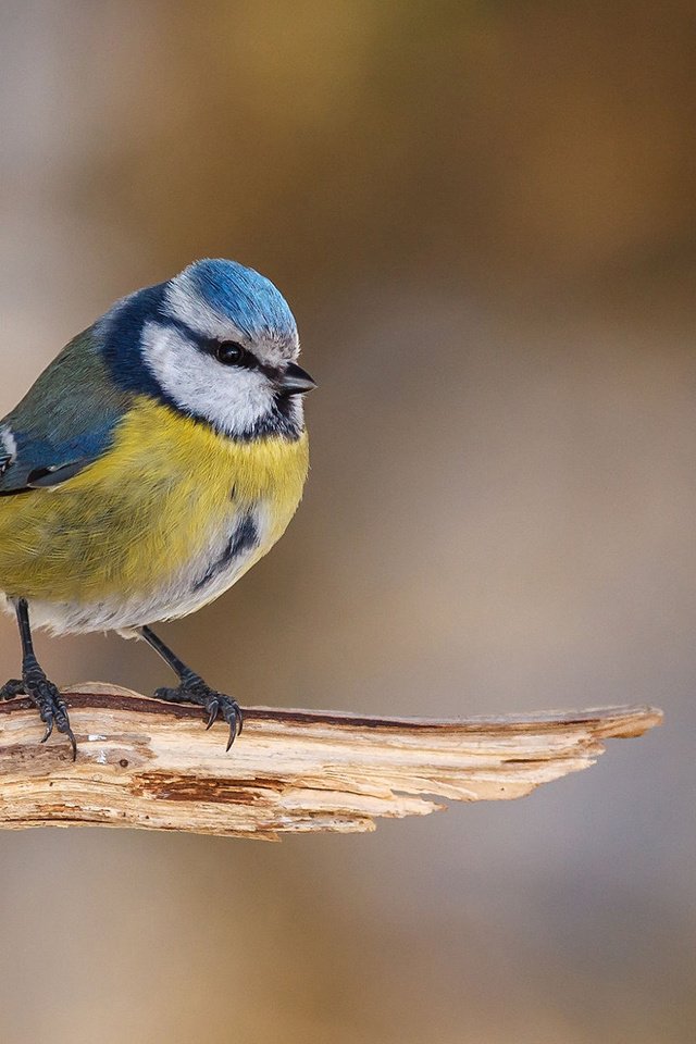 Обои птица, клюв, перья, синица, синичка, лазоревка, bird, beak, feathers, tit, titmouse, blue tit разрешение 1920x1200 Загрузить