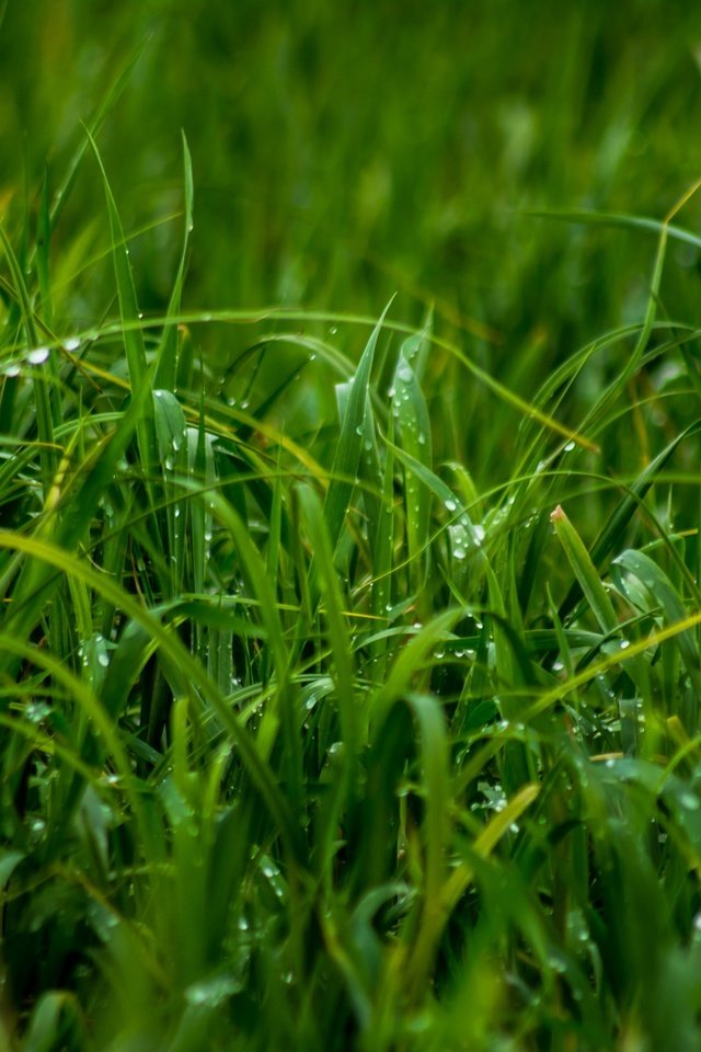 Обои трава, природа, роса, зелёная трава, крупным планом, капли дождя, grass, nature, rosa, green grass, closeup, raindrops разрешение 3000x2000 Загрузить