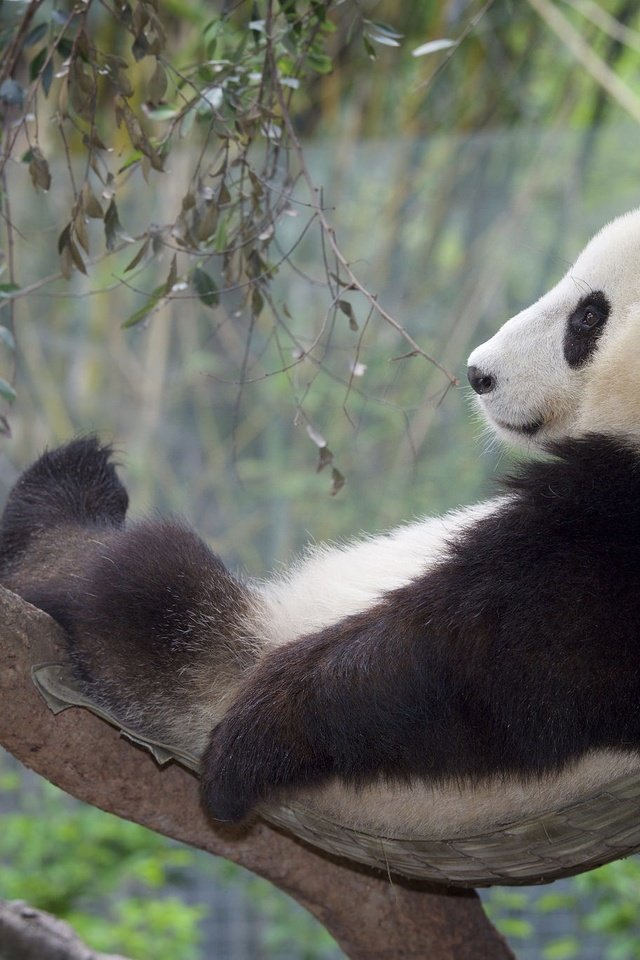 Обои дерево, панда, отдых, бамбуковый медведь, большая панда, tree, panda, stay, bamboo bear, the giant panda разрешение 2048x1365 Загрузить