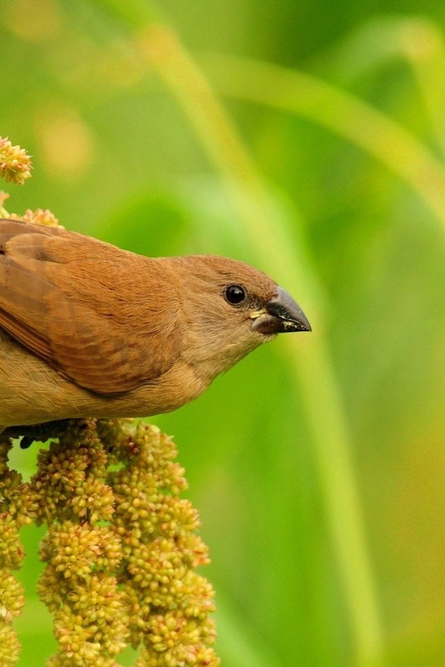 Обои природа, растения, размытость, птица, клюв, воробей, перья, nature, plants, blur, bird, beak, sparrow, feathers разрешение 1920x1200 Загрузить