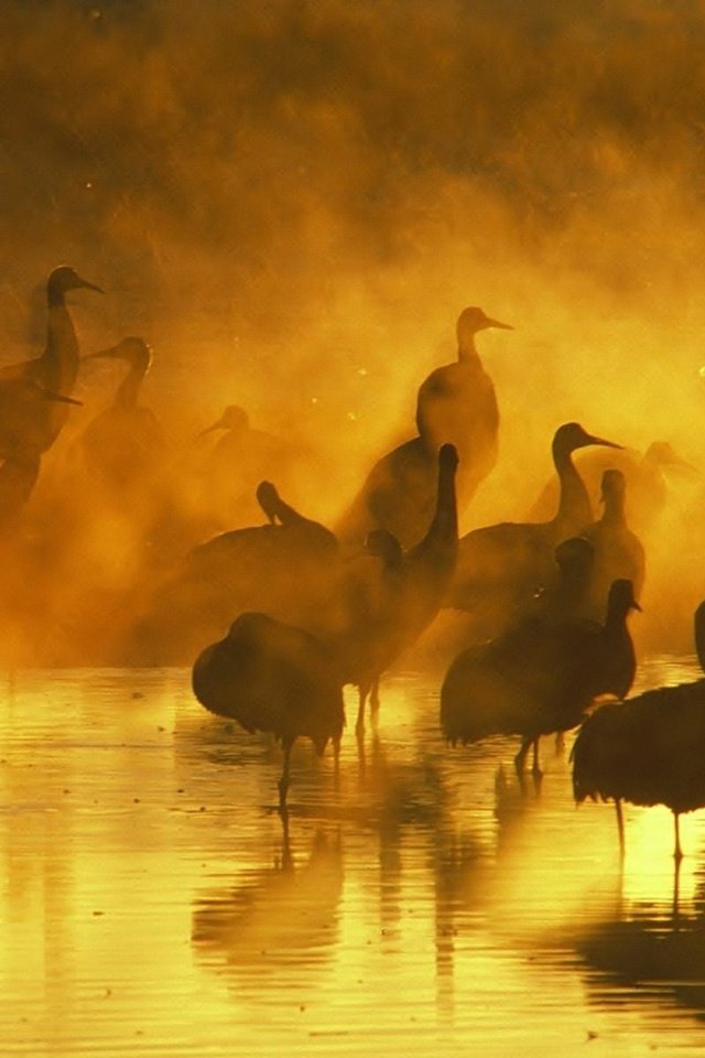 Обои вода, вечер, закат, отражение, туман, птицы, журавль, журавли, water, the evening, sunset, reflection, fog, birds, crane, cranes разрешение 1920x1200 Загрузить