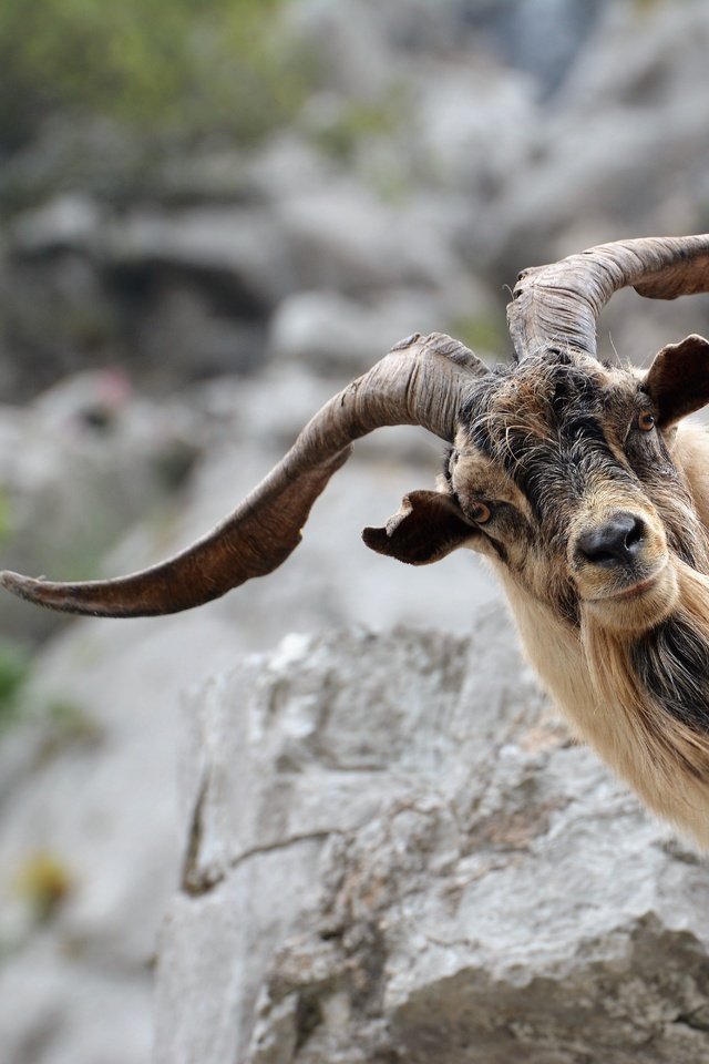 Обои морда, взгляд, коза, рога, козел, face, look, goat, horns разрешение 6000x4000 Загрузить