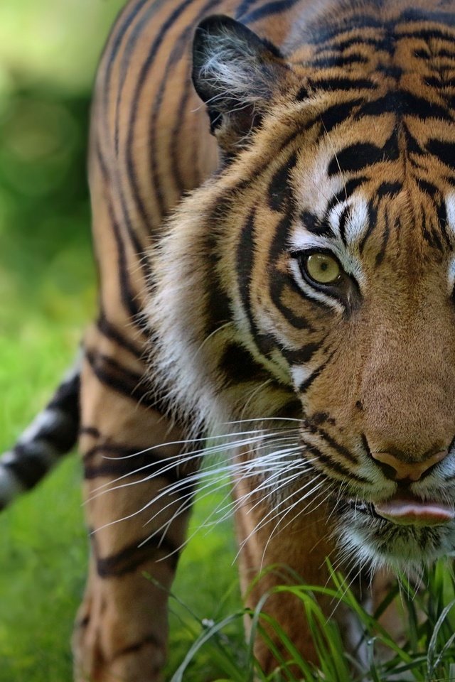 Обои тигр, морда, взгляд, хищник, дикая кошка, tiger, face, look, predator, wild cat разрешение 2048x1372 Загрузить