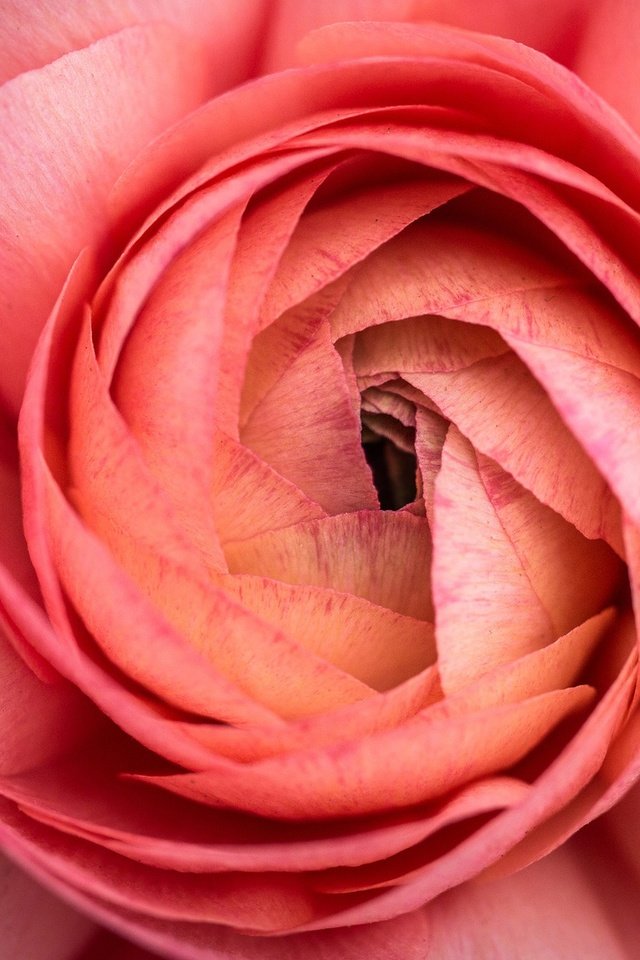 Обои цветы, макро, лепестки, розовый, ранункулюс, лютик, flowers, macro, petals, pink, ranunculus, buttercup разрешение 2048x1152 Загрузить