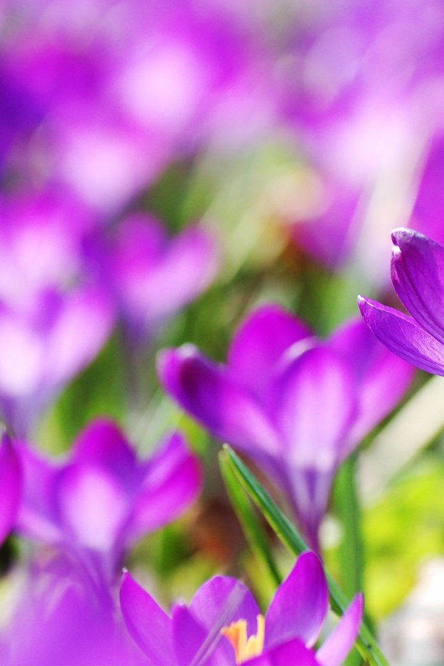 Обои цветы, весна, фиолетовые, крокусы, flowers, spring, purple, crocuses разрешение 2560x1440 Загрузить