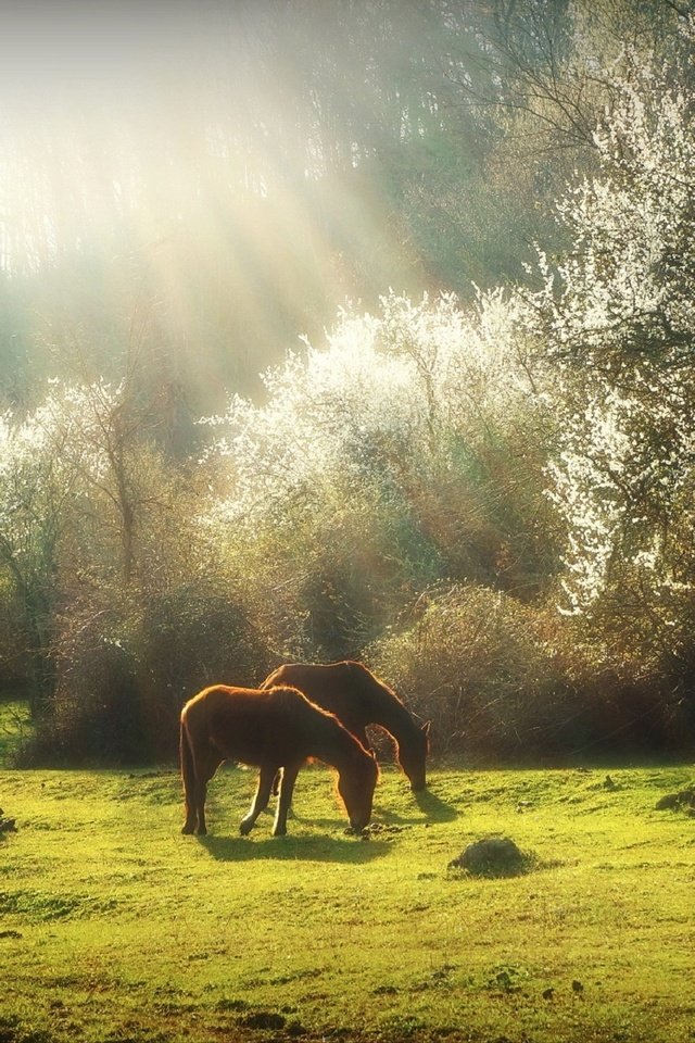 Обои трава, деревья, природа, весна, лошади, кони, солнечный свет, grass, trees, nature, spring, horse, horses, sunlight разрешение 1920x1275 Загрузить