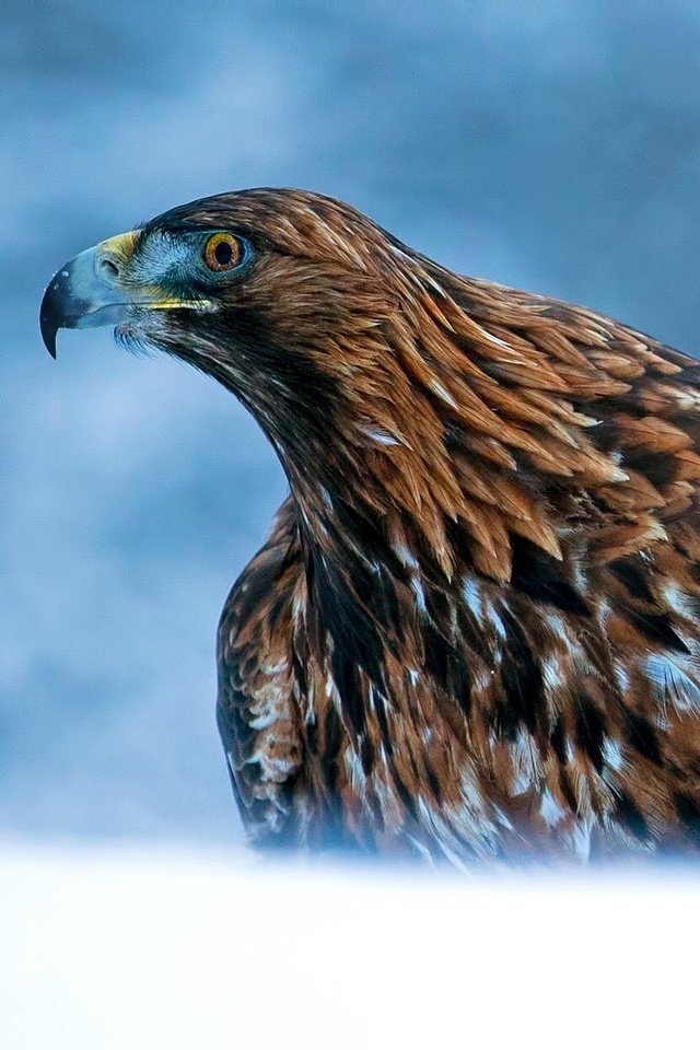 Обои хищник, птица, клюв, перья, беркут, predator, bird, beak, feathers, eagle разрешение 2048x1250 Загрузить