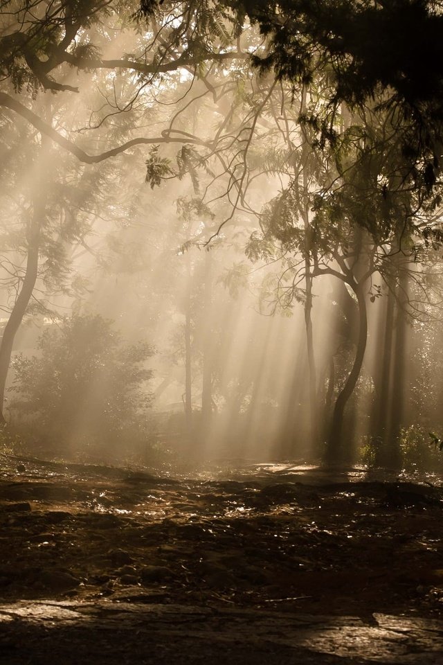 Обои деревья, растения, лес, солнечные лучи, trees, plants, forest, the sun's rays разрешение 2000x1325 Загрузить