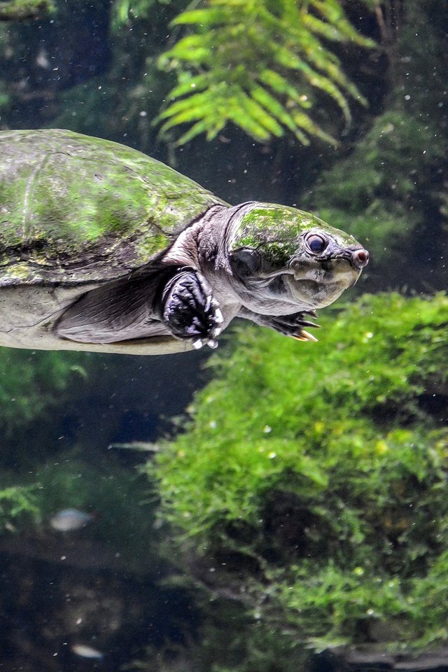 Обои черепаха, подводный мир, черепахи, пресмыкающиеся, turtle, underwater world, turtles, reptiles разрешение 2560x1440 Загрузить