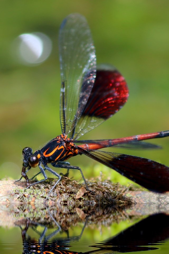 Обои насекомое, крылья, стрекоза, insect, wings, dragonfly разрешение 4852x3235 Загрузить