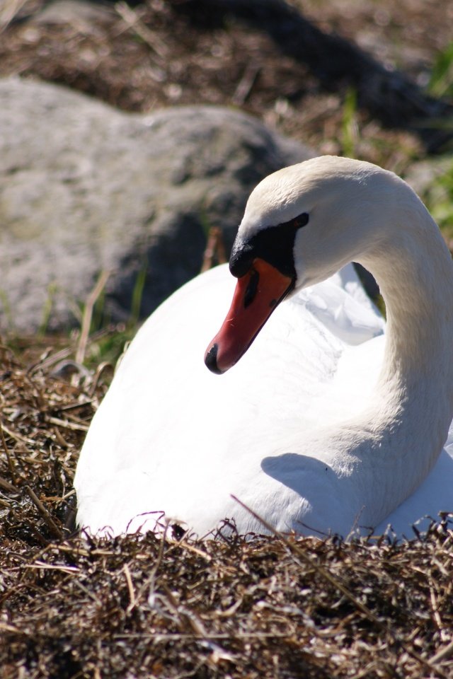 Обои природа, птица, клюв, перья, лебедь, nature, bird, beak, feathers, swan разрешение 4592x3056 Загрузить