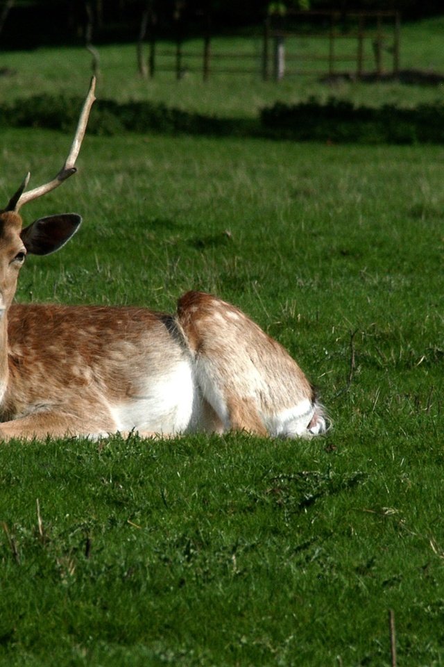 Обои трава, олень, парк, рога, белохвостый олень, grass, deer, park, horns, white-tailed deer разрешение 1920x1335 Загрузить