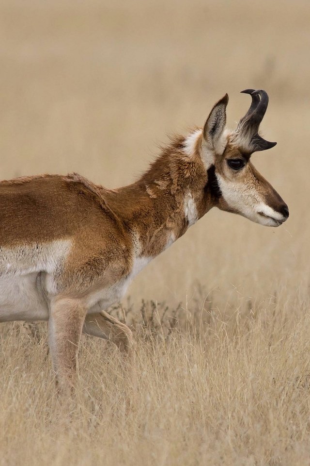 Обои трава, природа, рога, антилопа, вилорог, grass, nature, horns, antelope, pronghorn разрешение 2048x1152 Загрузить