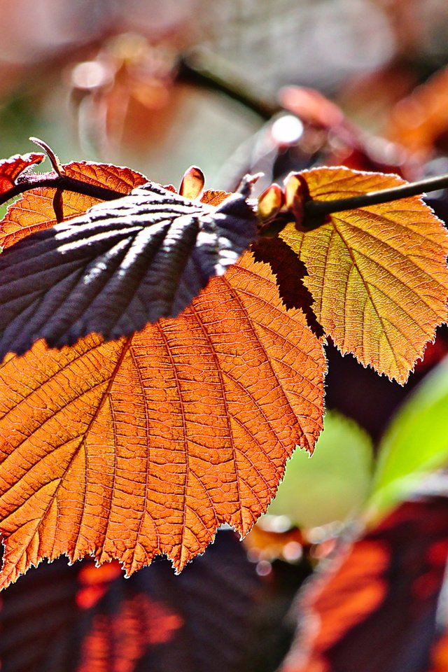 Обои ветка, листья, макро, осень, branch, leaves, macro, autumn разрешение 2880x1800 Загрузить