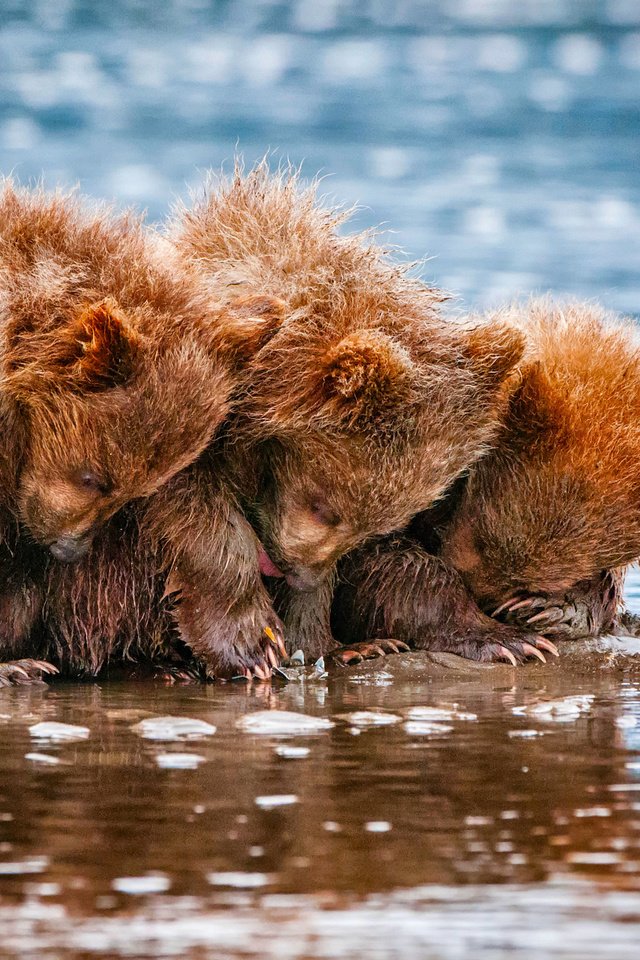 Обои вода, животные, медведи, трое, детеныши, медвежата, water, animals, bears, three, cubs разрешение 2048x1435 Загрузить