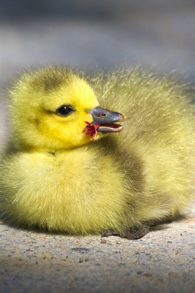 Обои птенец, маленький, птица, клюв, малыш, гусь, глазки, гусенок, chick, small, bird, beak, baby, goose, eyes, gosling разрешение 4176x2349 Загрузить