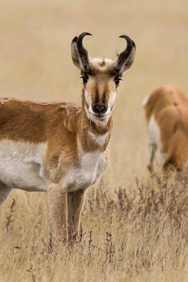 Обои трава, природа, рога, антилопа, вилорог, grass, nature, horns, antelope, pronghorn разрешение 2048x1152 Загрузить